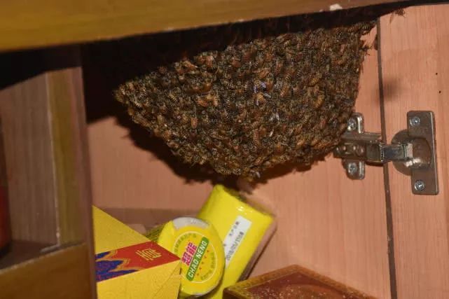 屋里飞进蜜蜂怎么办（家里飞进蜜蜂怎么办）
