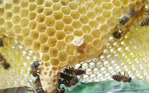 新收没有巢础的蜜蜂几天能正常出群（新收的蜂群多久可以稳定下来）