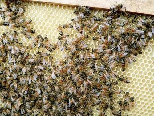 新收没有巢础的蜜蜂几天能正常出群（新收的蜂群多久可以稳定下来）