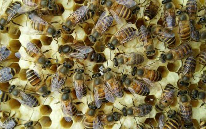 养一箱意大利蜜蜂一年能赚多少钱(养意蜂效益分析) 养一箱意大利蜜蜂一年能赚多少钱(养意蜂效益分析)