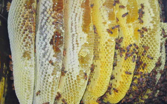 养一箱意大利蜜蜂一年能赚多少钱(养意蜂效益分析) 养一箱意大利蜜蜂一年能赚多少钱(养意蜂效益分析)