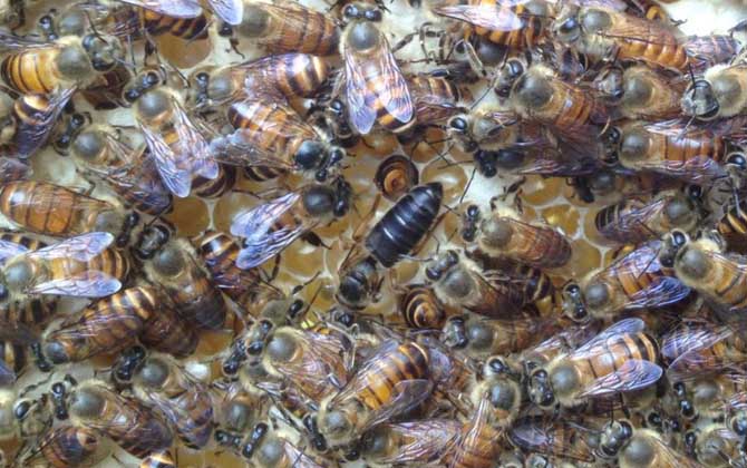 养一箱意大利蜜蜂一年能赚多少钱(养意蜂效益分析) 养一箱意大利蜜蜂一年能赚多少钱(养意蜂效益分析)