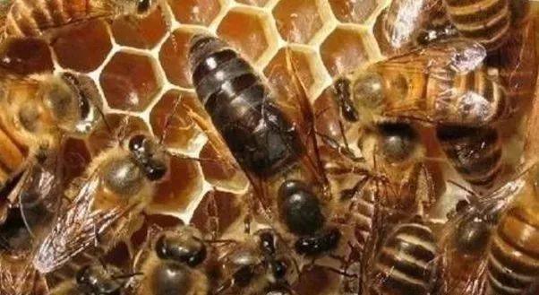 开产蜂王多少钱一只（蜜蜂中蜂王价格）