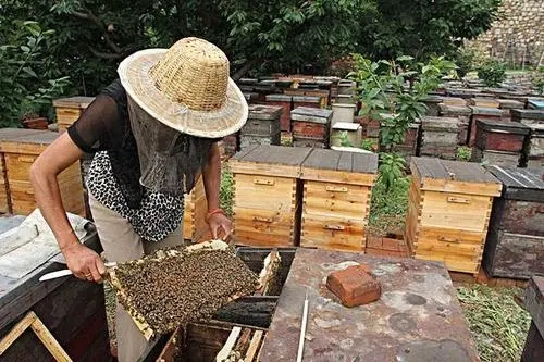 养蜂人怎么养蜜蜂（养蜂人怎么控制蜜蜂）
