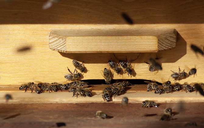 意大利蜜蜂养殖双王技术（意蜂怎样组织双王群？）