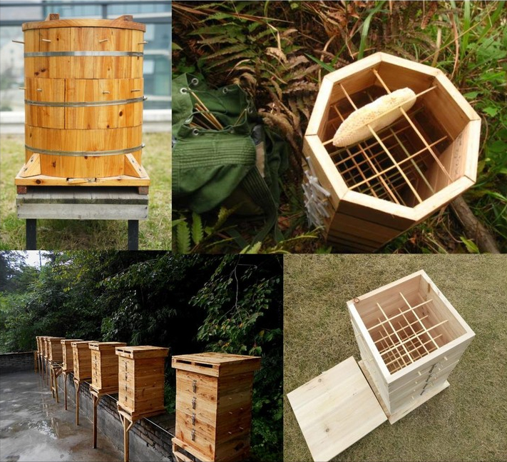 阿坝中蜂可以用格子箱养吗（对比土养和活框有哪些优缺点呢）