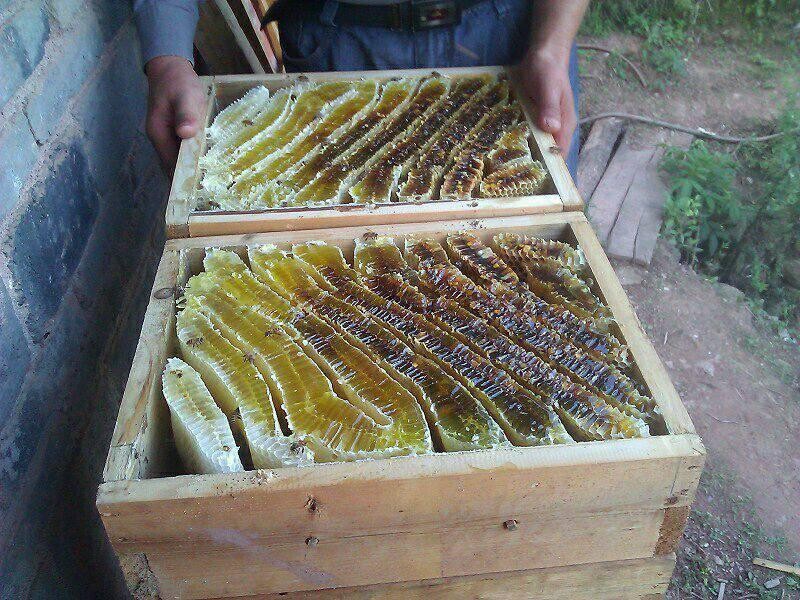 阿坝中蜂可以用格子箱养吗（对比土养和活框有哪些优缺点呢）