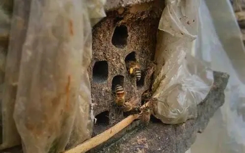 蜂不产蜜只产卵是什么意思