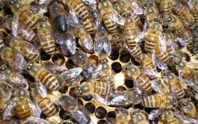 蜜蜂的雄蜂是什么发育而来