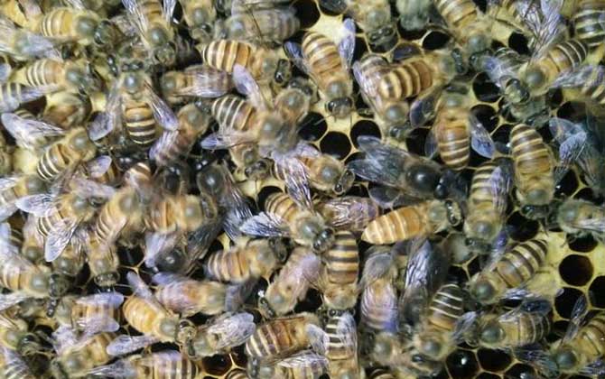 蜜蜂的雄蜂是什么发育而来