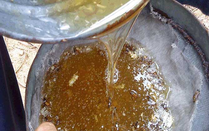 荆条蜜怎么吃（荆条蜜的功效与作用及食用方法）