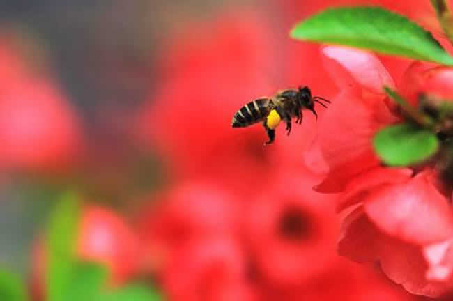 养20箱蜜蜂能挣多少钱？