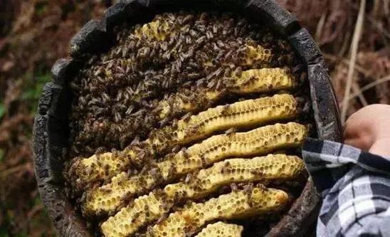 中华蜜蜂意大利蜂广东省分布（广东省蜜蜂分布情况）