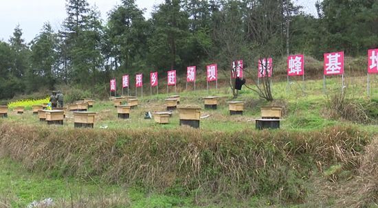 中蜂场如何灭意蜂（中蜂养殖，如何防意蜂）