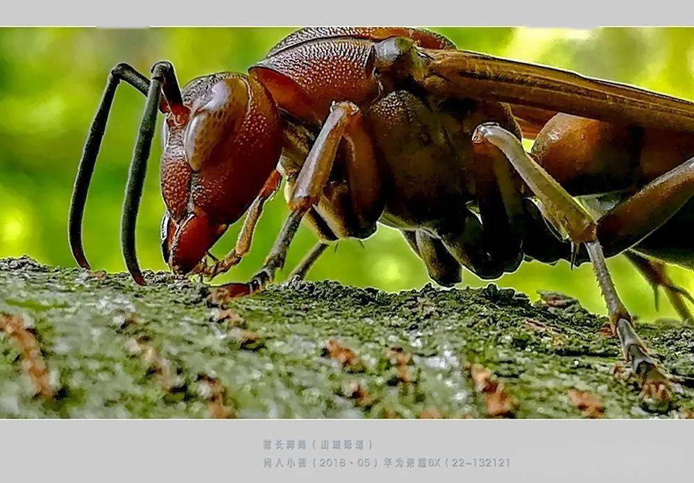 常见的胡蜂种类（胡蜂的种类介绍）
