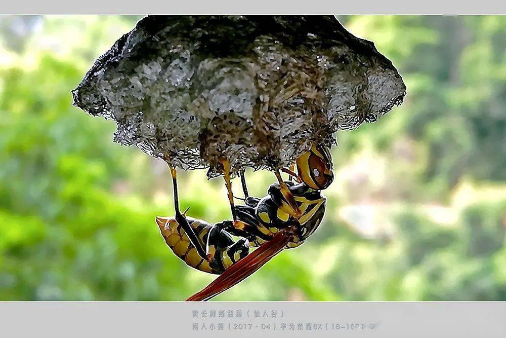 常见的胡蜂种类（胡蜂的种类介绍）