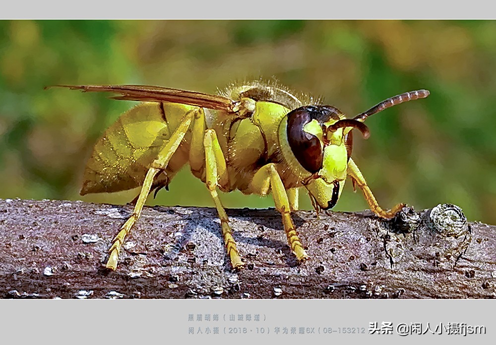常见的胡蜂种类（胡蜂的种类介绍）