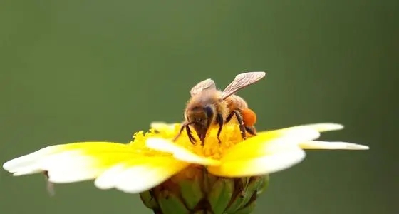 蜜蜂的翅膀是膜翅吗
