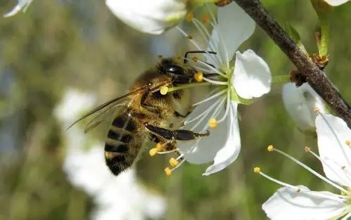 蜜蜂的翅膀是膜翅吗
