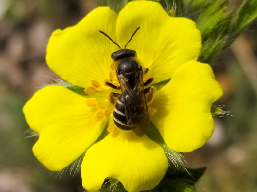 新出的工蜂有残疾是什么原因（蜜蜂翅膀残缺是基因突变吗）