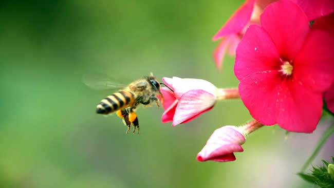 自然分蜂