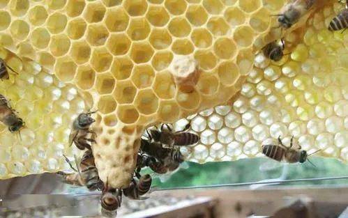 新手养蜂出现王台怎么办（蜜蜂起王台怎么办）