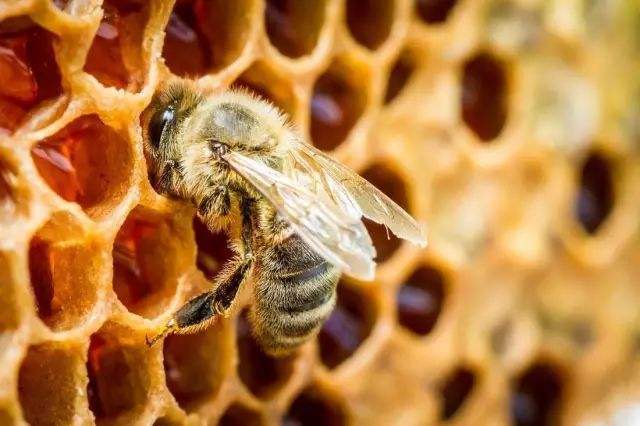 蜜蜂冬季正确的喂糖方法