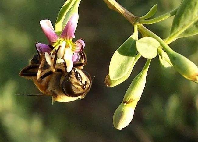 蜜蜂冬季正确的喂糖方法