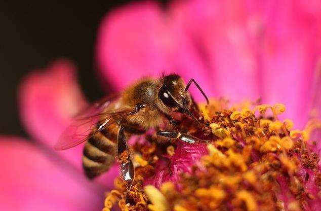 蜜蜂冬季正确的喂糖方法