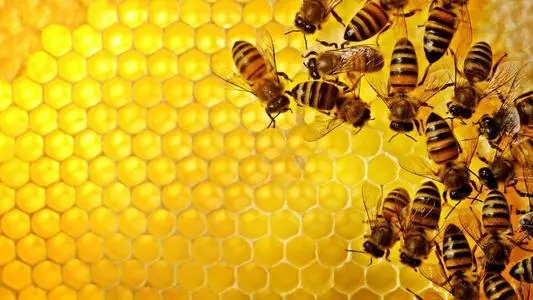 蜜蜂分蜂热怎么分箱
