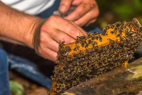 蜜蜂分蜂热怎么分箱