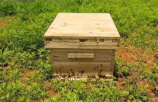 养蜜蜂专用工具有哪些（蜜蜂专用工具大全）