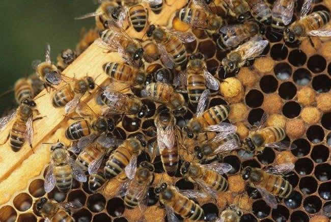 怎样人工喂养蜜蜂？