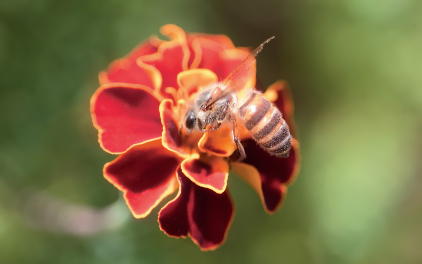 蜜蜂怎么寻找花蜜（蜜蜂寻找蜜源的方法）