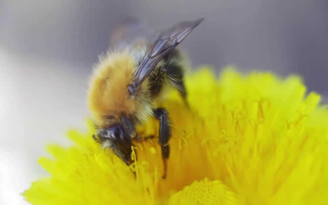 初学养蜂怎么选择蜂种