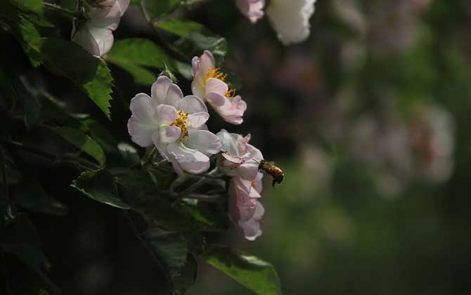 小蜜蜂一共分为几种