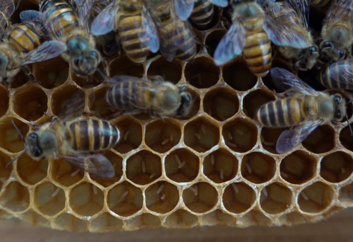 新手养蜂如何分辨工蜂产卵（蜜蜂工蜂产卵的处理方法）