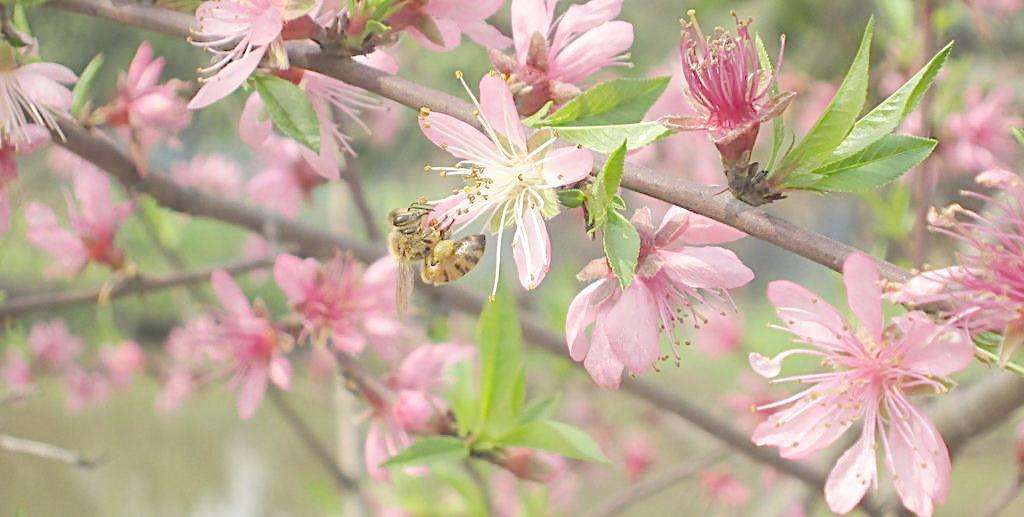 蜜蜂为什么要采花酿蜜