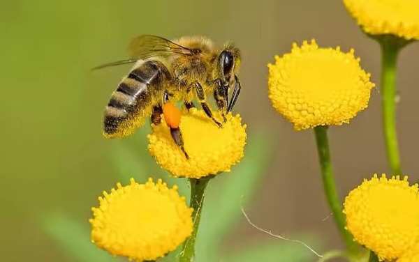 一箱蜜蜂一年能繁殖几次（一箱蜜蜂一个月能产多少蜜）