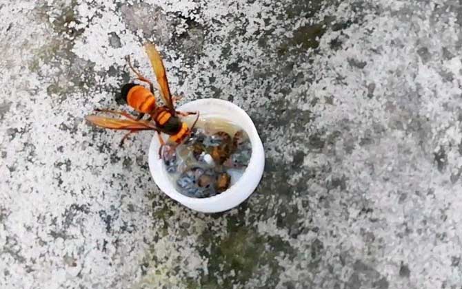 被黄腰虎头蜂蛰了一下头怕吗（黄腰虎头蜂蛰了怎么处理？）