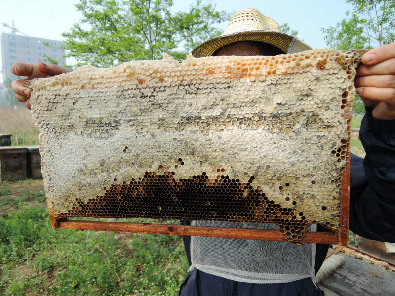 中蜂蜂场和意蜂蜂场区别（蜂箱的形形状区别）