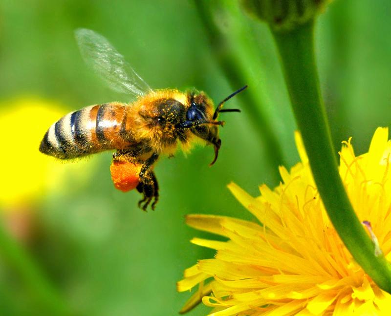 阿坝中蜂冬天用喂糖吗（冬季养殖中蜂，怎样饲喂糖水蜜蜂不打架）