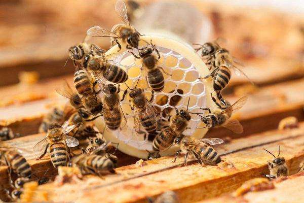 怎样从蜂团中找到蜂王？