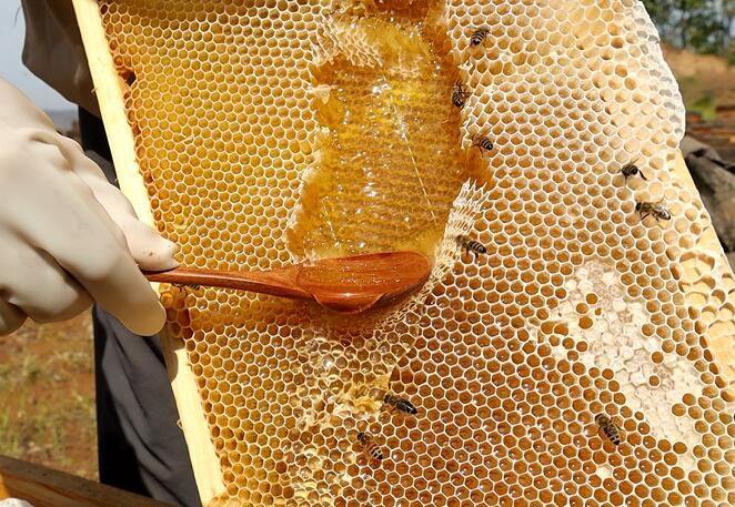 蜂箱哪里卖（哪儿可以买到养蜂的蜂箱）