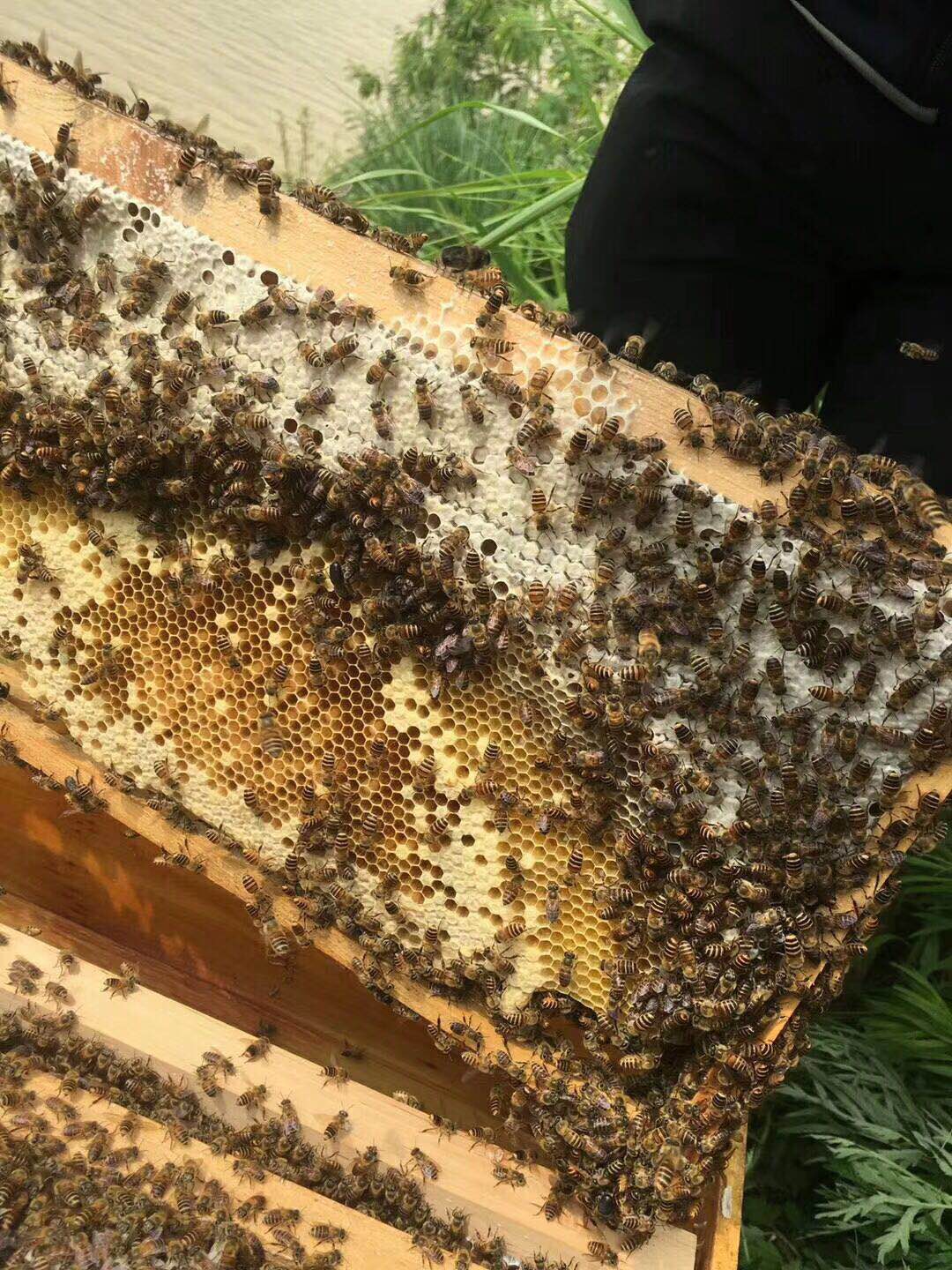 养中蜂的详细技术方法要点（中蜂养殖发展快的技巧）