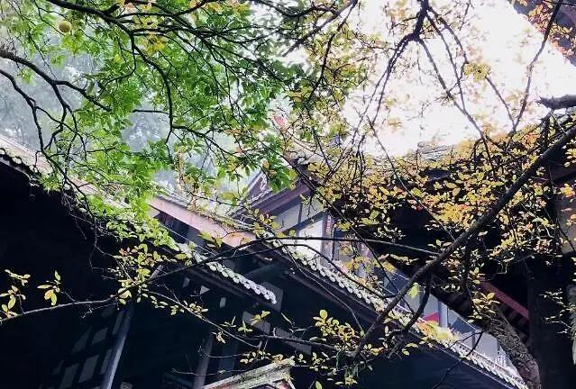 中蜂枇杷蜜什么时候取（枇杷蜜什么时候采集）