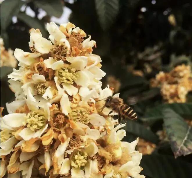 中蜂枇杷蜜什么时候取（枇杷蜜什么时候采集）
