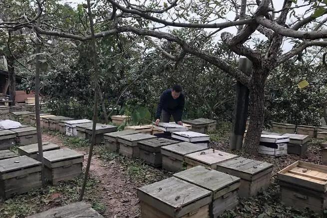 中蜂枇杷蜜什么时候取（枇杷蜜什么时候采集）