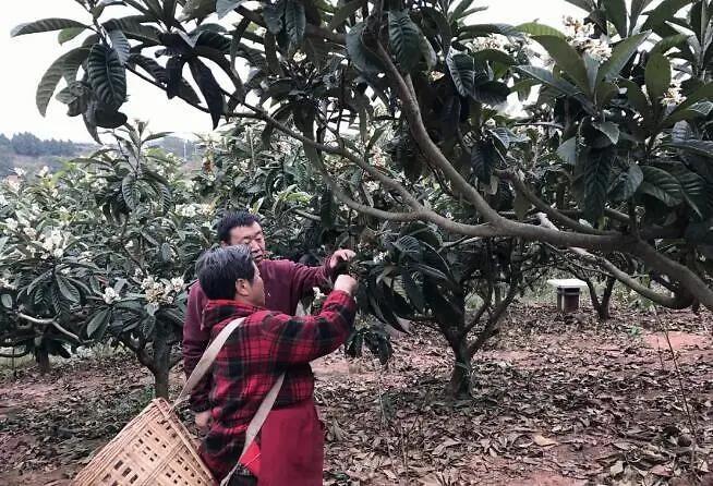 中蜂枇杷蜜什么时候取（枇杷蜜什么时候采集）