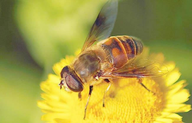 马蜂和蜜蜂的区别